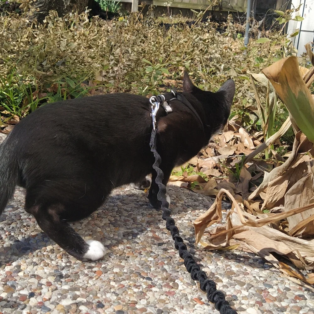 Harness & bungee leash set - Size small